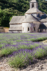 Image showing Lavander field