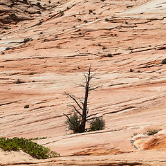 Image showing Zion National Park