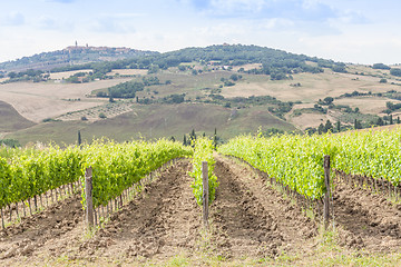 Image showing Tuscan wineyard