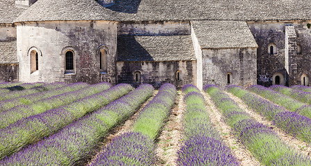 Image showing Lavander field