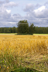 Image showing Wheatfield