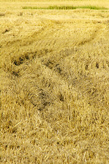 Image showing Wheatfield