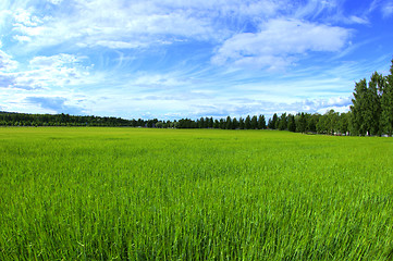 Image showing Wheatfield