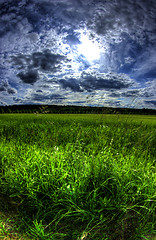 Image showing Wheatfield