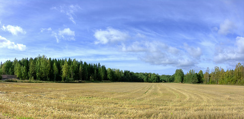 Image showing Wheatfield panorama