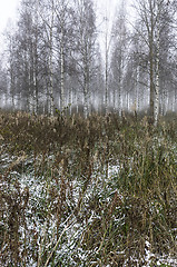 Image showing Foggy forest