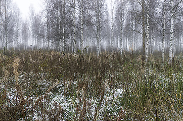 Image showing Foggy forest