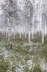 Image showing Foggy forest