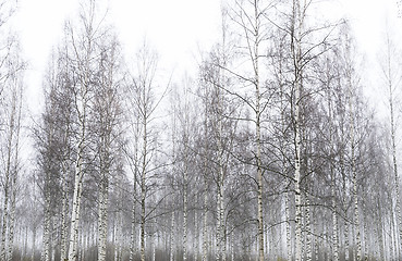 Image showing Foggy forest