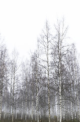 Image showing Foggy forest