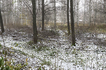 Image showing Foggy forest