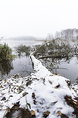 Image showing Fallen tree