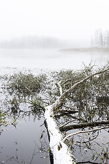 Image showing Fallen tree