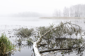 Image showing Fallen tree