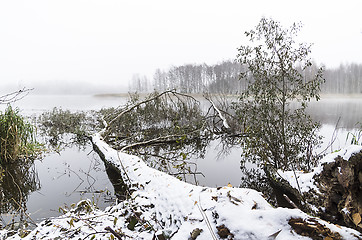 Image showing Fallen tree