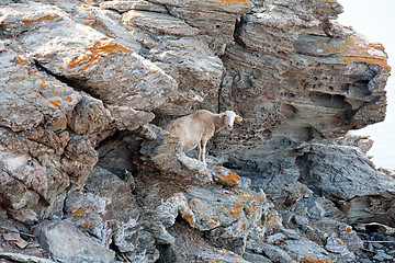 Image showing sheep on the rock