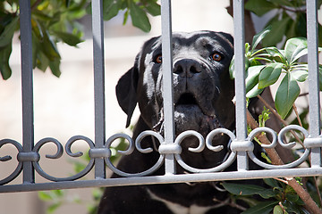 Image showing big black Labrador Retriever dog