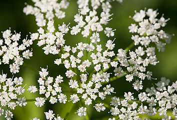 Image showing small white flowers