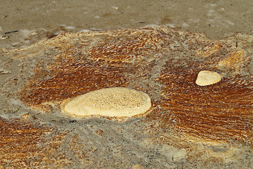 Image showing Details in the sand at the beach in Denmark