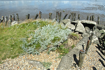 Image showing At the beach in Denmark