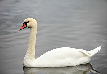 Image showing swan screamer