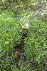 Image showing Spring in the forest