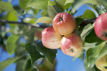 Image showing Apples