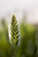 Image showing Wild vegetation