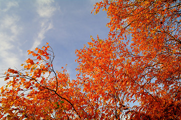 Image showing Autumn Leafs