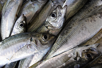 Image showing Seafood