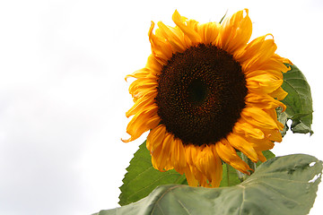 Image showing sunflower