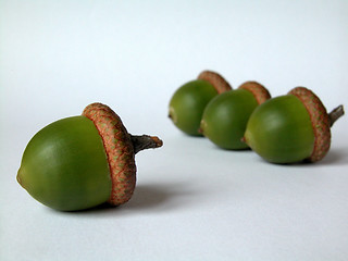 Image showing acorns