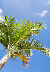 Image showing palm tree over blue sky with white clouds