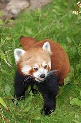 Image showing Red panda