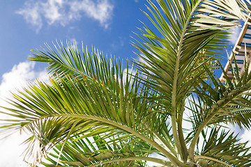 Image showing palm tree over blue sky with white clouds