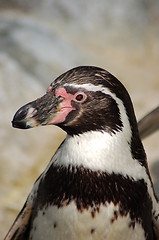 Image showing Penguin