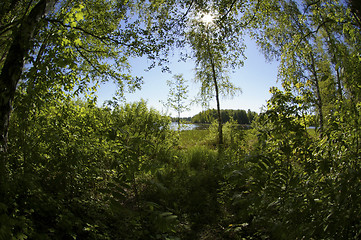 Image showing Green forest