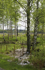 Image showing Birch