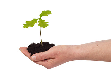 Image showing Hand with young oak tree