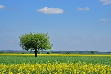 Image showing Spring Landscape