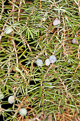 Image showing Juniper