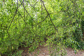 Image showing Green Leaves and blue fruits