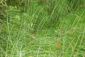 Image showing green weeds background