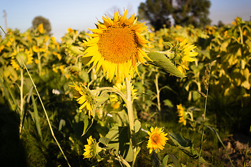 Image showing Field of yellow sunflowers 