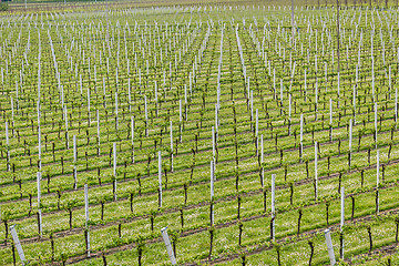 Image showing rows of vines, white poles and flowers