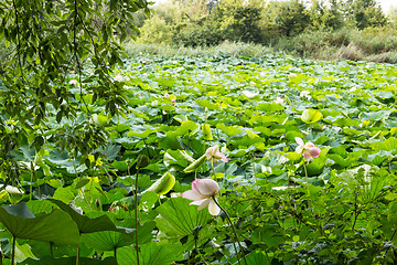 Image showing Lotus green area pond