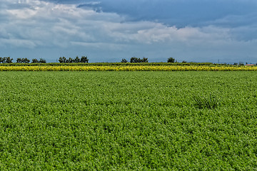 Image showing Cultivated fields 