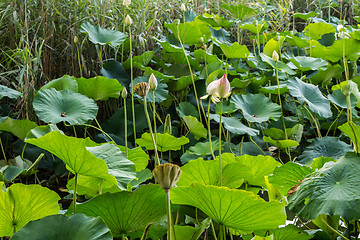 Image showing Lotus green area pond