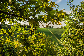 Image showing Weeds on green view