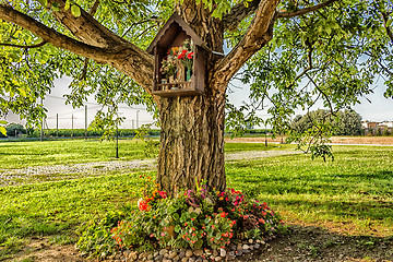 Image showing Votive aedicula on a tree 